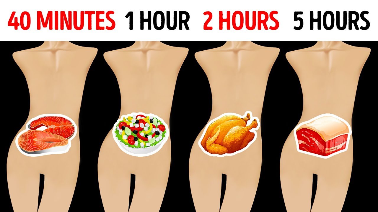 How long does it take for the stomach to digest food?