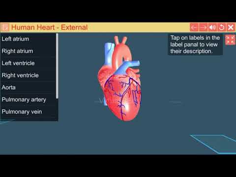 Cardiac pacemaker