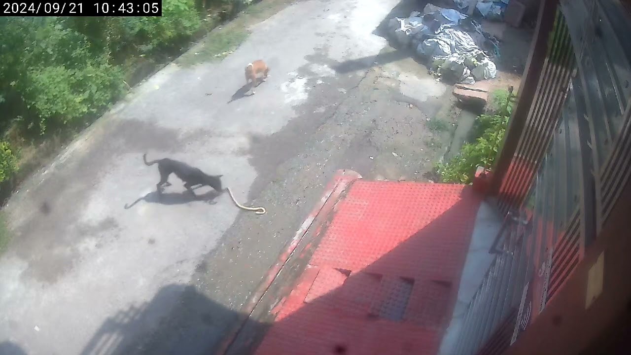 Video News : आगरा में सांप और कुतिया की ऐसी लड़ाई कि रौंगटै खड़े हो गए, वीडियो में देखें कौन जीता ?