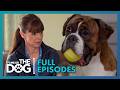 Is Rehoming The Only Option For Tyson Season 2 Episode 2 It S Me Or The Dog UK 2021