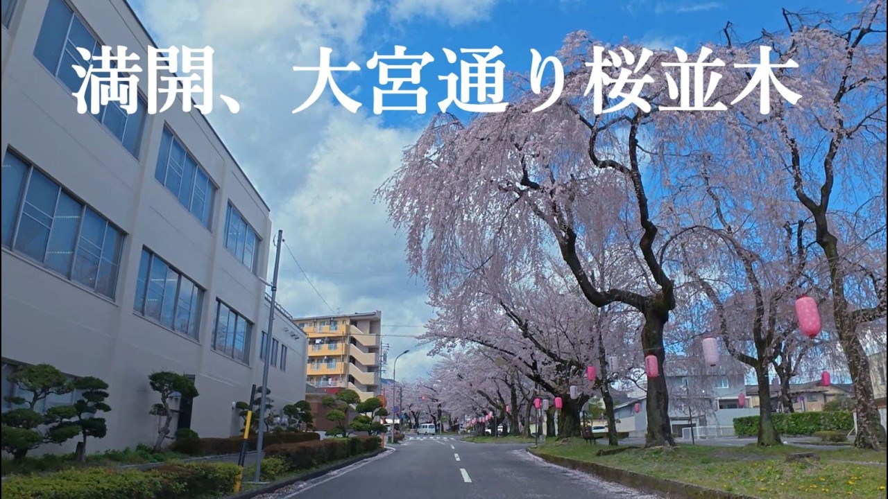 満開、大宮通り桜並木