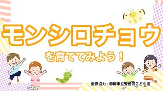 【生きもの元気通信vol.４】モンシロチョウを育ててみよう！