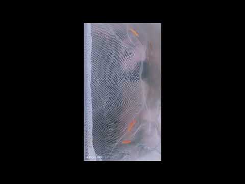 how to breed danio fish random color  (100 percent eggs )