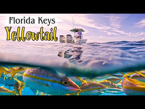 Yellowtail Fishing Florida Keys | This RIG Caught ALL!
