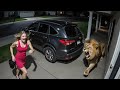 Wild Animals Invading Cities Caught On Camera