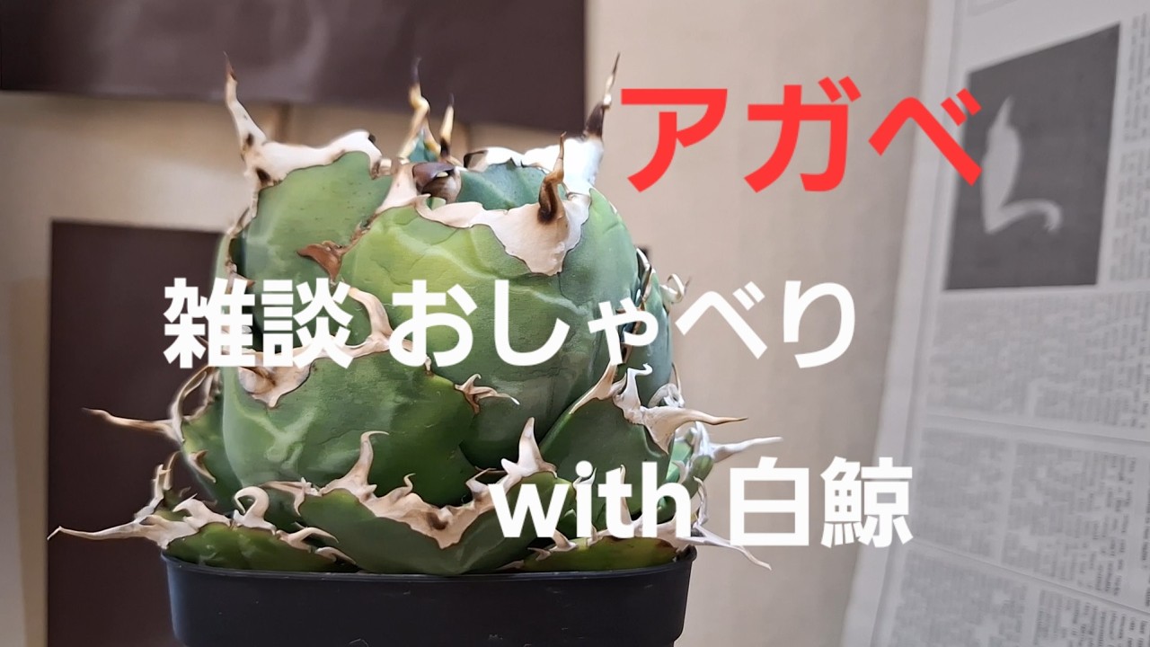 YouTubeサムネイル