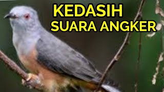 Download lagu Suara burung kedasih emprit gantil gacor bagus buat masteran mp3