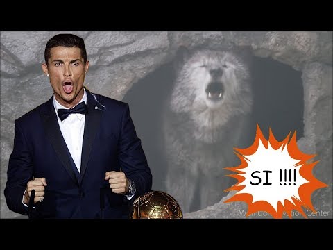 Wolves scream like Cristiano Ronaldo