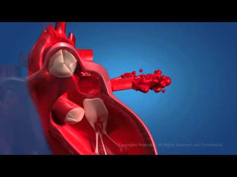 Human Circulatory System