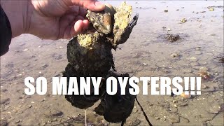 Coastal Foraging in Maine! Belon Oysters, Mussles, Clams, and Eels!?
