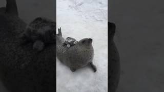 Seal rapidly smacking itself