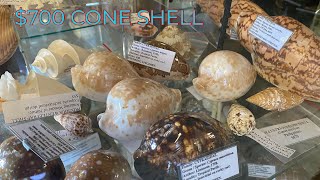 This Seashell Is Worth $700... (Top 10 Rare Specimen Seashells In Toowoomba) *WORTH THOUSANDS*