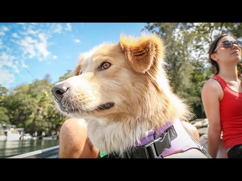 Päästevest koerale video preview