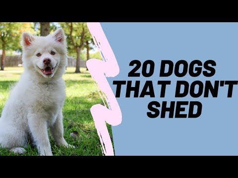 20 Dog That Don't Shed: Hypoallergenic Dog Breeds