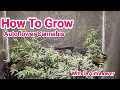 КАК ВЫРАЩИВАТЬ АВТОЦВЕТЫ - КОНЕЦ 4-5 НЕДЕЛИ ИНТЕНСИВНОГО РОСТА ИЗ СЕМЯН