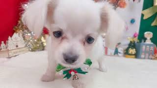 ハーフ犬の動画01