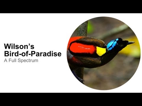 Wilson's Bird-of-Paradise: A Full Spectrum