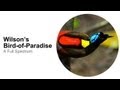 What Is the Most Colorful Bird in the World