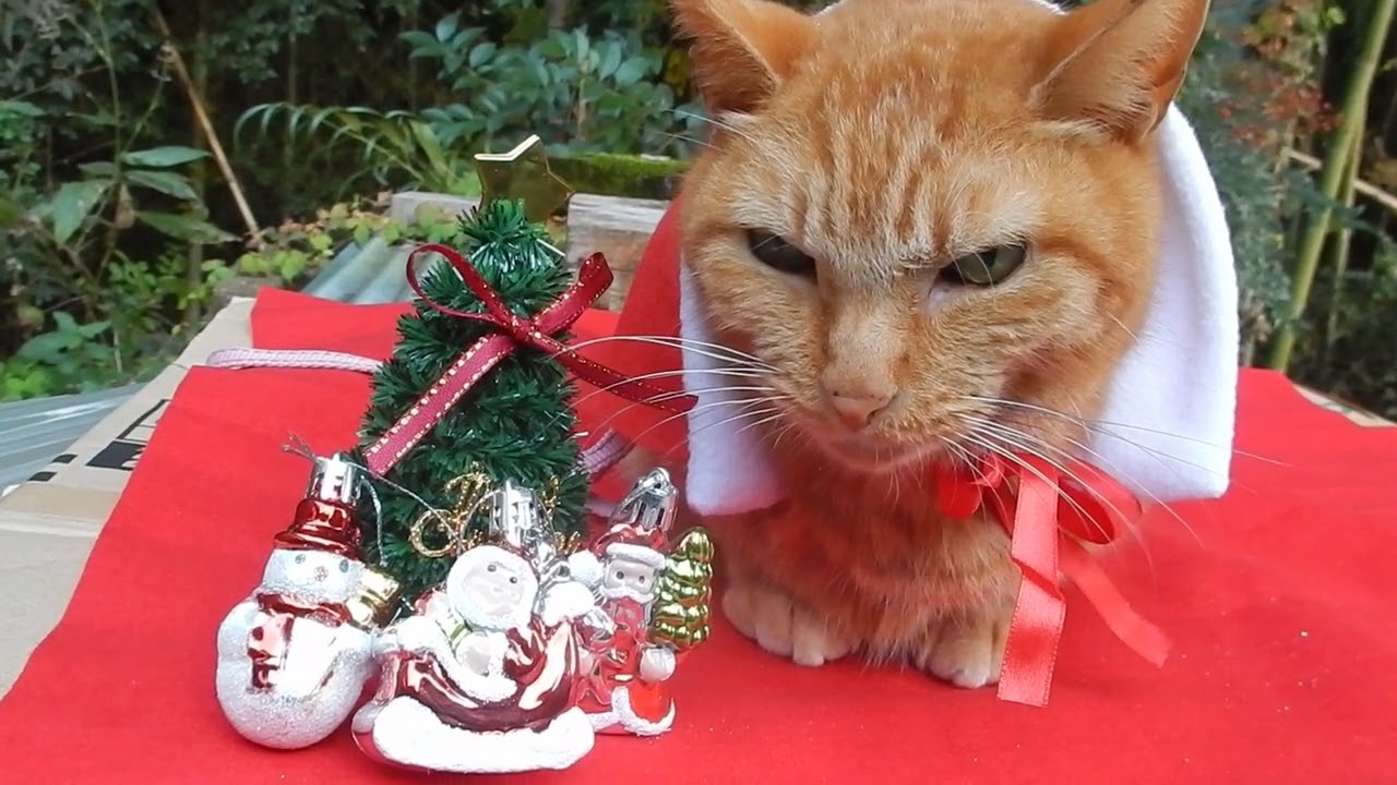 cat no1 cute  なかよし茶トラ　クリスマス　Merry Christmas　2022