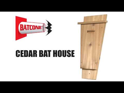 Fladdermusholkar i cederträ