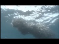 Dolphins The Wild Side