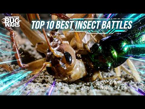 Top 10 Brutal Battles in the Bug World! | Monster Bug Wars Season 2 Episode 7