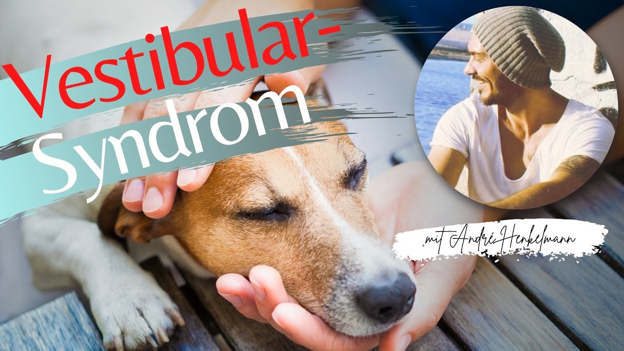Vestibular-Syndrom beim Hund - Info & Tipps!