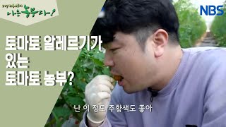 [방울토마토 농장에 씨름꾼이 산다] 귀농 5년 차, 영석 씨의 방울토마토 농장