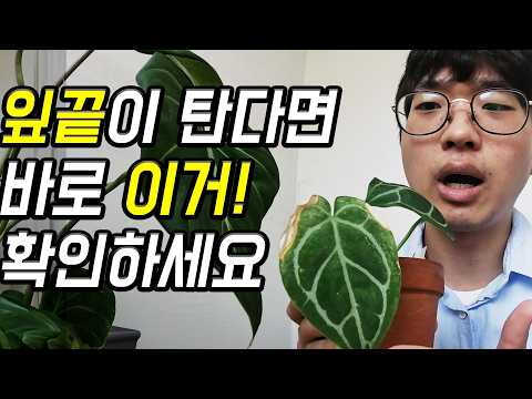 식물 잎끝이 타는 진짜 이유 | 바로 해결해봐요! 식린이도 할 수 있어요