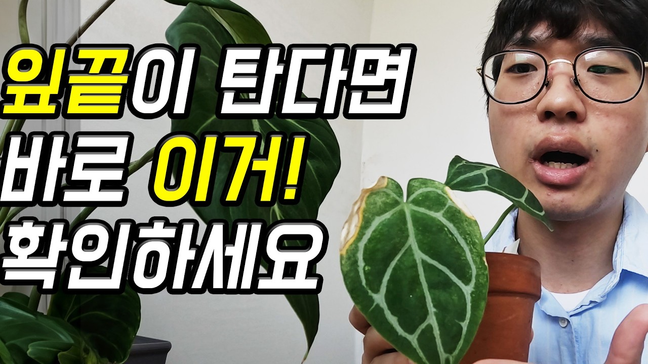 식물 잎끝이 타는 진짜 이유 | 바로 해결해봐요! 식린이도 할 수 있어요