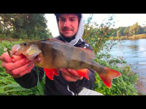 DAIWA: PROREX FLEX JIG (Cheburashka) | Barsch Angeln