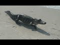 WATCH Alligator Spotted On Myrtle Beach Coast