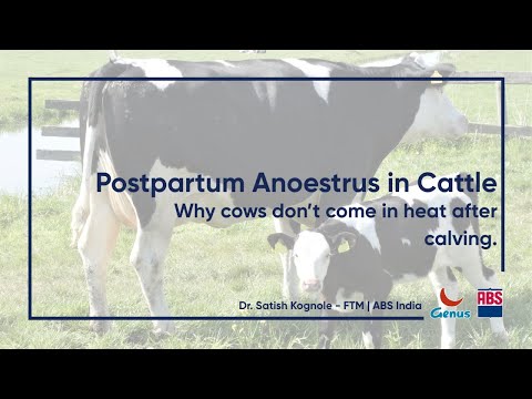 Postpartum Anoestrus in Cattle Explained | Causes, Impact & Management
