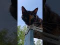Pretty Kitty