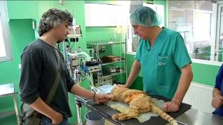 TV3 - Veterinaris - Veterinaris - capítol 93