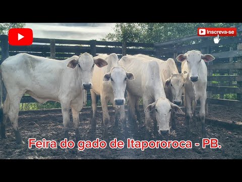 FEIRA DO GADO DE ITAPOROROCA - PB. ✅25/05/2026✅