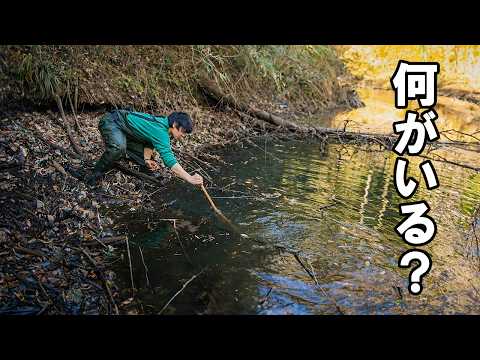 山の中にポツンと残る小さな池には何がいる？