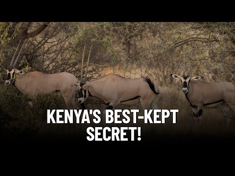 5 Rare and Enchanting Wildlife Species Only Found in Northern Kenya