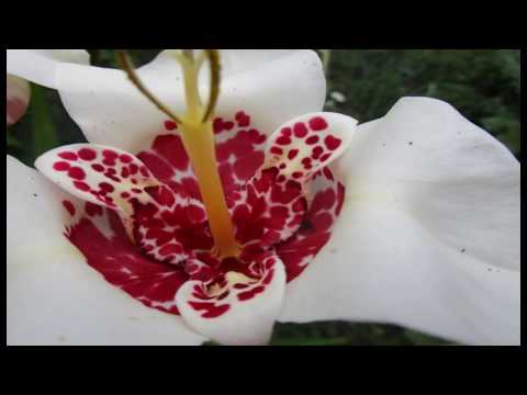 Tigridia pavonia (Mexican shell flower) Video