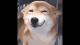 dog smile 😊