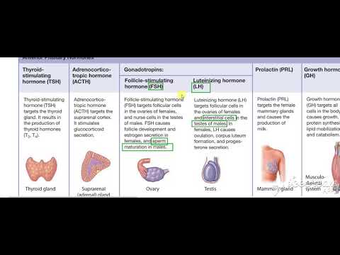 Pituitary gland function 4