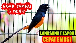 Download lagu PANCINGAN MURAI BATU GACOR, SEKALI DENGAR AMPUH BIKIN MURAI APAPUN LANGSUNG EMOSI mp3