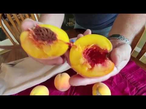download lagu mp3 mp4 How To Ripen Peaches In An Hour, download lagu How To Ripen Peaches In An Hour gratis, unduh video klip How To Ripen Peaches In An Hour