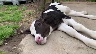 Today the largest undercover dairy investigation in history is being released with video evidence documenting systemic and...