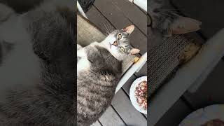 #cat #kitten #catvideos #cute #catfunny #funny #adorable #colonelkkjϟ #animals #cuteanimals #catman