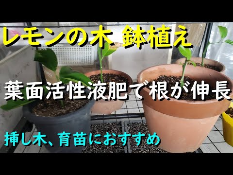 レモンの木の挿し木を4つの簡単なステップで行うには?掛け算に最適な時期はいつですか?  庭園
