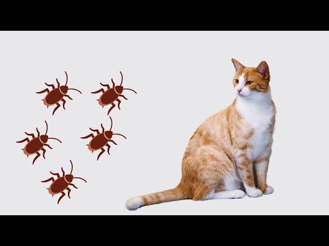 JOGOS PARA GATOS l A BARATA l CAT GAMES  🐱