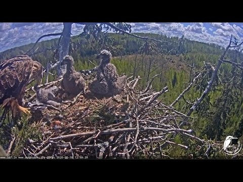 White-Tailed Eagle Cam in Latvia | Milda kills hawk chick | 05-18-20 | 12:59 p.m.