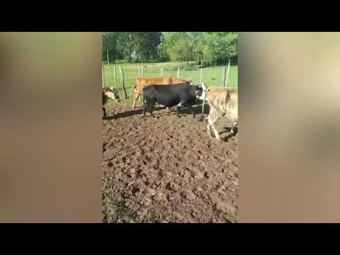 Vacas en Villa Olivari, Corrientes.