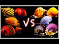 Mystery Snail vs Nerite Snail Showdown: Which One is Better?